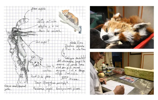 (1) Récupération de la dépouille, recherche et croquis de la future posture