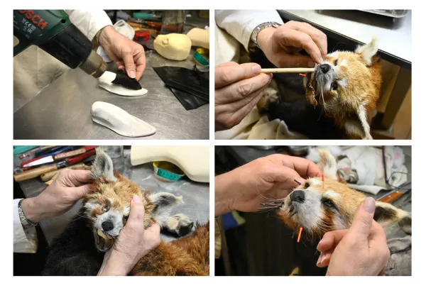 Réalisation de la tête : oreilles, modelage du museau, fixation des yeux