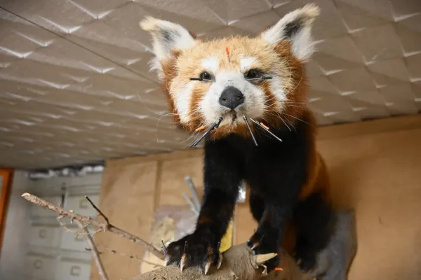 (7) Montage sur socle