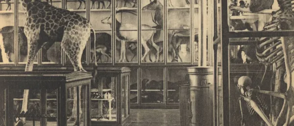 Salle de zoologie, 19ème siècle