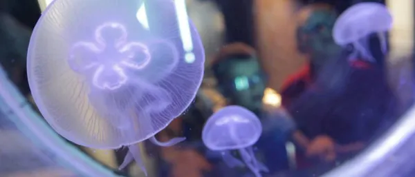 Aquarium des méduses