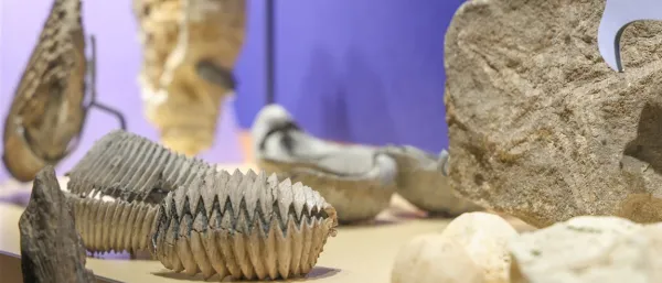 Salle " Biodiversité dans le passé " - récif corallien