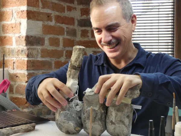 Restauration du Loricatosaurus