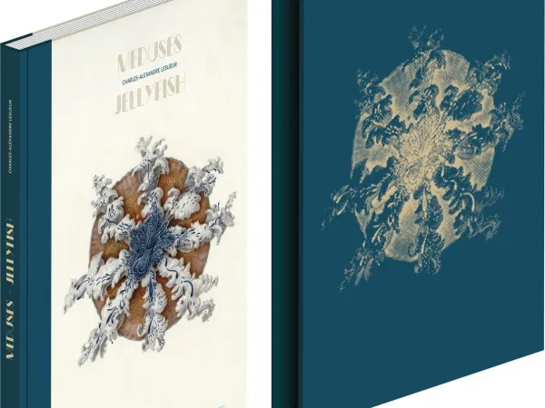 Méduses / Jellyfish